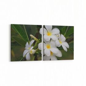 Olla 10859K2Y Ağaç Görseli Kare 2 Parça Yatay 65x30 cm Kanvas Tablo