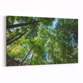 Olla 10991Y Ağaç Görseli Yatay 30x20 cm Kanvas Tablo