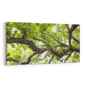 Olla 11031YD Ağaç Görseli Yatay Dar 60x30 cm Kanvas Tablo