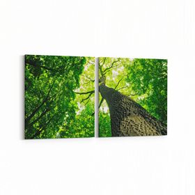 Olla 11051K2Y Ağaç Görseli Kare 2 Parça Yatay 65x30 cm Kanvas Tablo