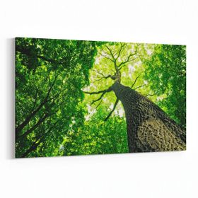 Olla 11051Y Ağaç Görseli Yatay 30x20 cm Kanvas Tablo