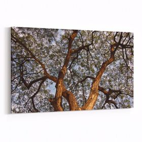 Olla 11061Y Ağaç Görseli Yatay 30x20 cm Kanvas Tablo