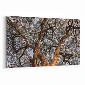 Olla 11061Y Ağaç Görseli Yatay 30x20 cm Kanvas Tablo