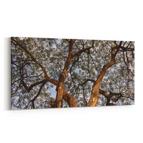 Olla 11061YD Ağaç Görseli Yatay Dar 60x30 cm Kanvas Tablo
