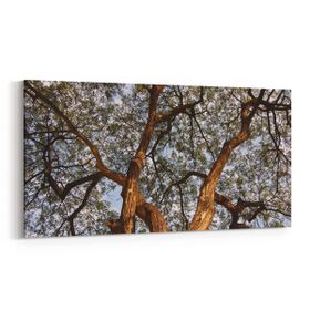 Olla 11061YD Ağaç Görseli Yatay Dar 60x30 cm Kanvas Tablo