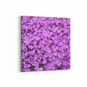 Olla 11587K Çiçek Görseli Kare 25x25 cm Kanvas Tablo