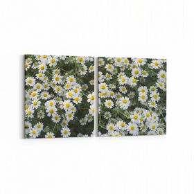 Olla 11611K2Y Çiçek Görseli Kare 2 Parça Yatay 65x30 cm Kanvas Tablo