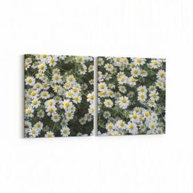 Olla 11611K2Y Çiçek Görseli Kare 2 Parça Yatay 65x30 cm Kanvas Tablo