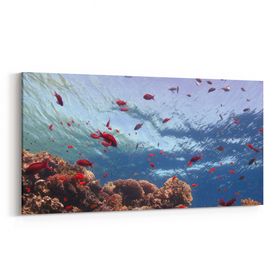 Olla 12059YD Akvaryum Balık Görseli Yatay Dar 60x30 cm Kanvas Tablo