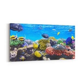 Olla 12067YD Akvaryum Balık Görseli Yatay Dar 60x30 cm Kanvas Tablo