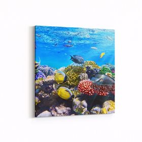 Olla 12074K Akvaryum Balık Görseli Kare 25x25 cm Kanvas Tablo