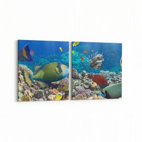 Olla 12098K2Y Akvaryum Balık Görseli Kare 2 Parça Yatay 65x30 cm Kanvas Tablo