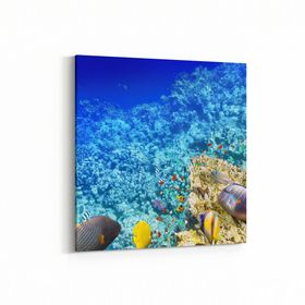 Olla 12124K Akvaryum Balık Görseli Kare 25x25 cm Kanvas Tablo