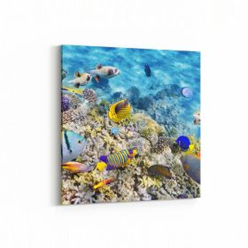 Olla 12127K Akvaryum Balık Görseli Kare 25x25 cm Kanvas Tablo