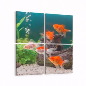 Olla 12138K4 Akvaryum Balık Görseli Kare 4 Parça 65x65 cm Kanvas Tablo