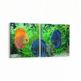 Olla 12179K2Y Akvaryum Balık Görseli Kare 2 Parça Yatay 65x30 cm Kanvas Tablo