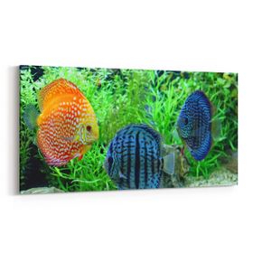 Olla 12179YD Akvaryum Balık Görseli Yatay Dar 60x30 cm Kanvas Tablo