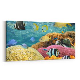 Olla 12208YD Akvaryum Balık Görseli Yatay Dar 60x30 cm Kanvas Tablo