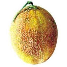 Ötügen Tohum 10 gr Ananas Kavun Tohumu
