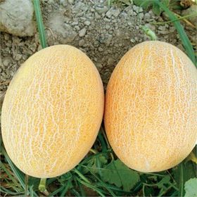 Ötügen Tohum 10 gr Ananas Kavun Tohumu