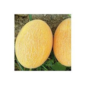 Ötügen Tohum 10 gr Ananas Kavun Tohumu