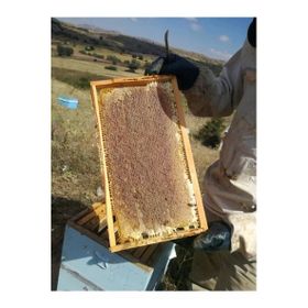 Ozmuş Bal 3 kg Sivas Organik Petek Çıta Bal