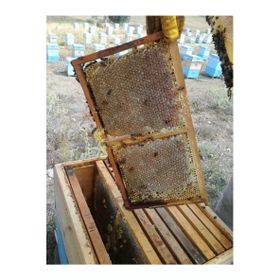 Ozmuş Bal 3 kg Sivas Organik Petek Çıta Bal