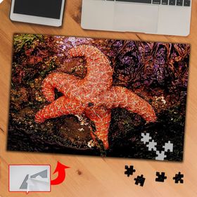 P0133 Deniz Yıldızı 240 Parça Puzzle Yapboz Tablo