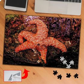 P0133 Deniz Yıldızı 240 Parça Puzzle Yapboz Tablo