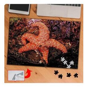 P0133 Deniz Yıldızı 240 Parça Puzzle Yapboz Tablo