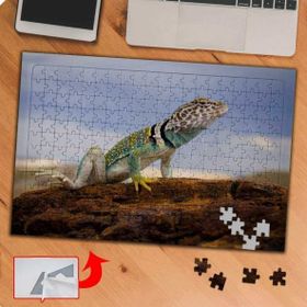 P038 Sürüngen Hayvan İguana 240 Parça Puzzle Yapboz Tablo