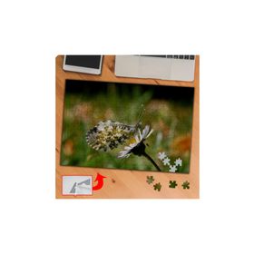 P125 Papatyaya Konmuş Kelebek 240 Parça Puzzle Yapboz Tablo