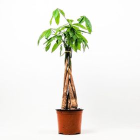 Pachira Para Ağacı Çiçeği