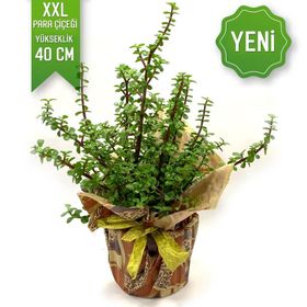 Pachira Para Ağacı Çiçeği