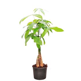 Pachira Para Ağacı Çiçeği