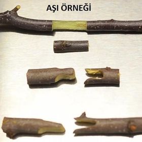 Palmera PA01 Aşı Makası