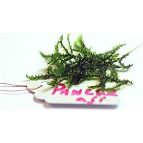 Pancuraji Moss 5x5 Yeni Sarım Canlı Bitki