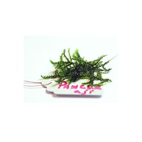 Pancuraji Moss 5x5 Yeni Sarım Canlı Bitki