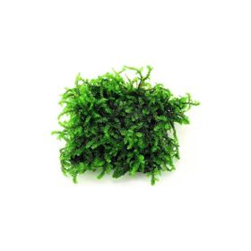 Pancuraji Moss Cup Canlı Bitki