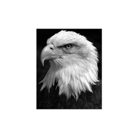 Parla 60x75 cm Kartal Sayılarla Boyama Seti Rulo Duvar Sticker