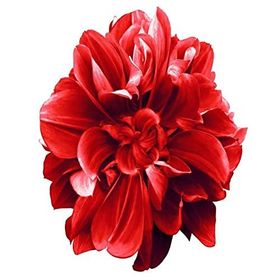 Parla Canvas Sade Çiçekler 2 Rulo 50x65 cm Renkli Sayılarla Boyama Seti Duvar Sticker