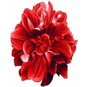 Parla Canvas Sade Çiçekler 2 Sayılarla Rulo 60 x 75 cm Boyama Seti