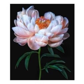 Parla Canvas Şakayıkın Zarifliği Sayılarla Rulo 70x90 cm Renkli Boyama Seti Duvar Sticker