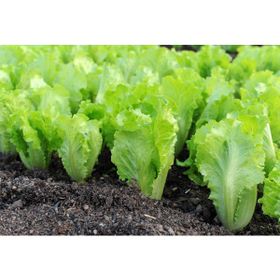 Paşa Tohumculuk 10 gr Yedikule Marul Tohumu