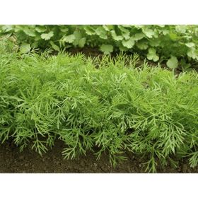 Paşa Tohumculuk 25 gr Dereotu Tohumu