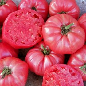Paşa Tohumculuk 5 gr Pembe Domates Tohumu