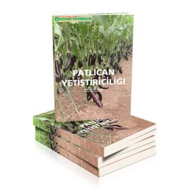 Patlıcan Yetiştiriciliği - Zir. Yük. Müh. Hüsnü Çınar Aybak