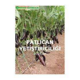 Patlıcan Yetiştiriciliği - Zir. Yük. Müh. Hüsnü Çınar Aybak