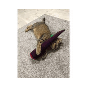 Pawdaz Bol Sesli Bol Kokulu Mor Dino Kedi Oyuncağı