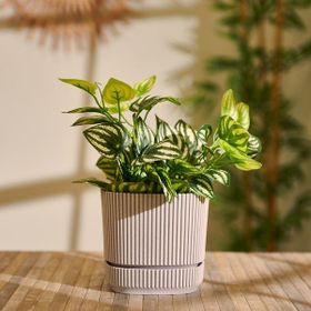 Pera 1.2 lt Asorti Kare Saksı